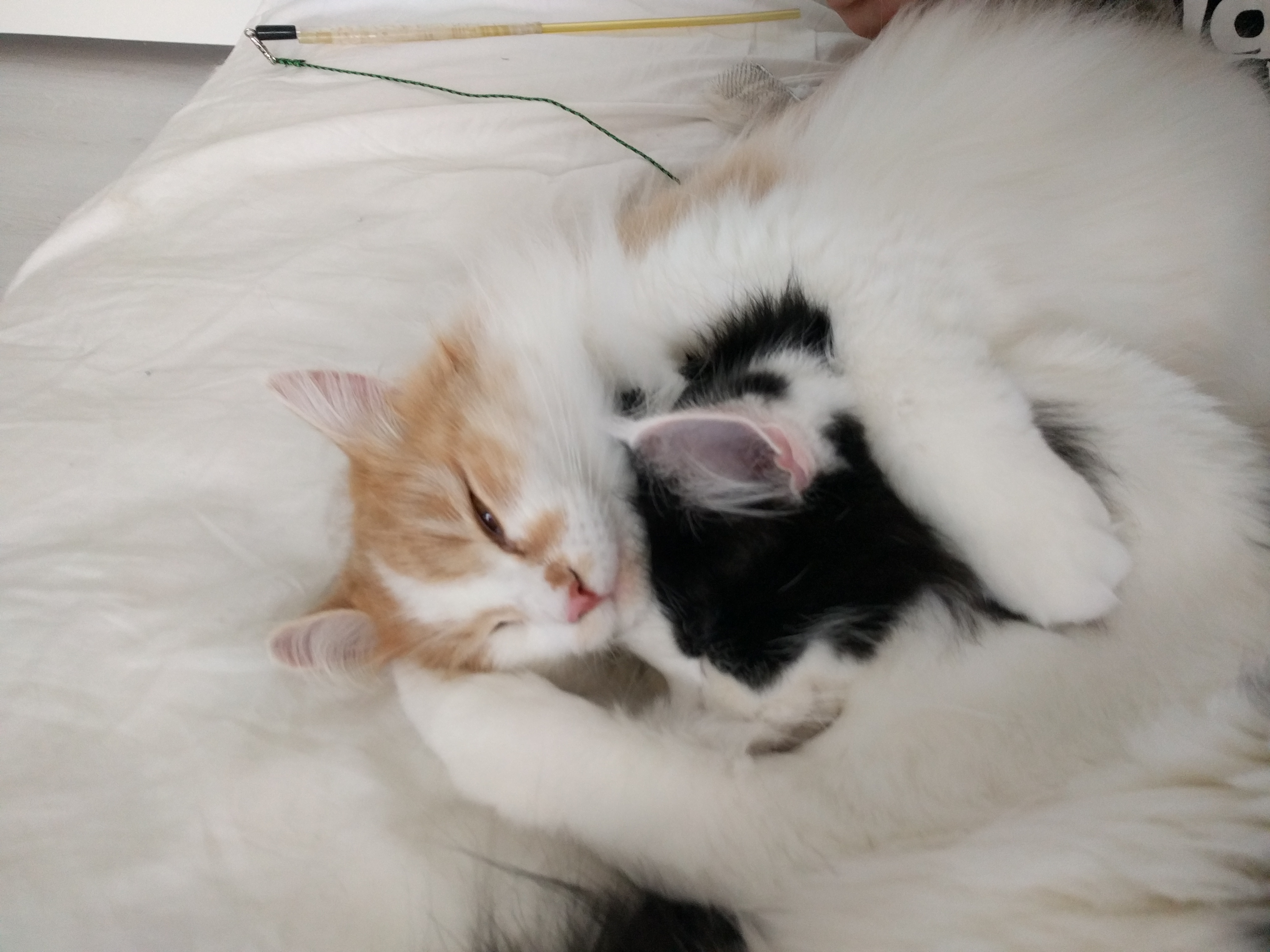 sibirisk katt Bilbo o Pictor